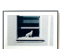 Image for Self Portrait as White Cat