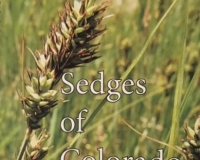 Image for Sedges of Colorado