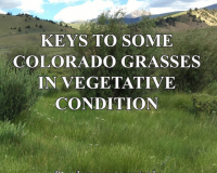 Image for Keys to Some Colorado Grasses in Vegetative Condition